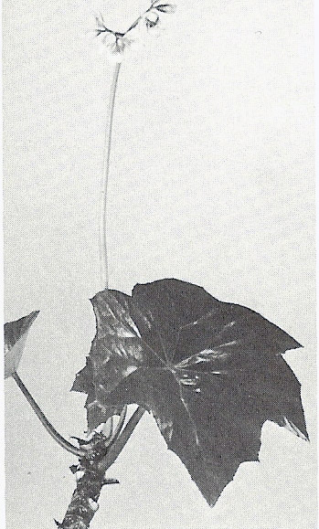 B. ‘Ethel-Bee’